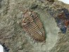Ormathops cf. clariondi  (1)