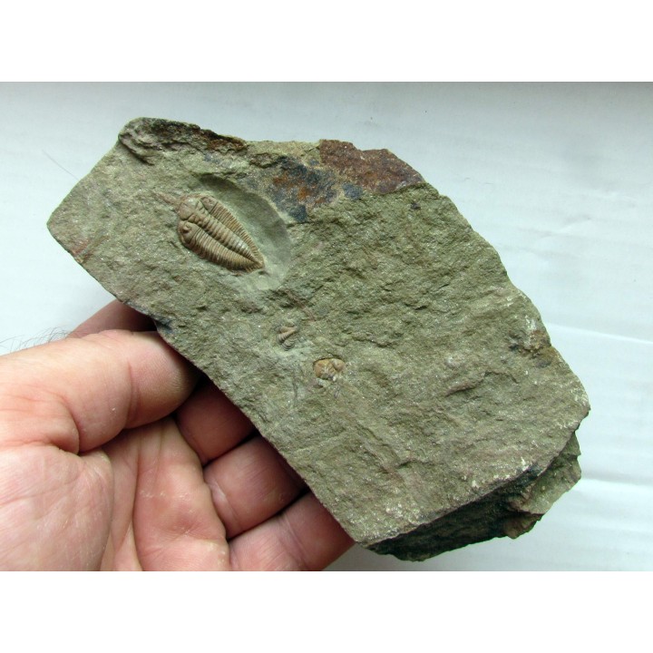 Ormathops cf. clariondi  (1)