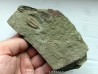 Ormathops cf. clariondi  (1)