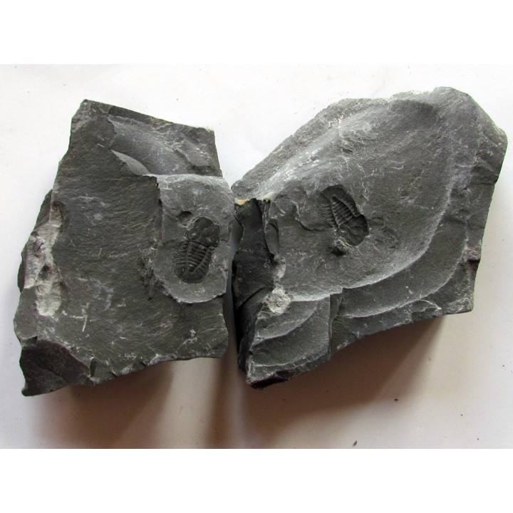 Cyclopyges aff. Sibilla  (1)