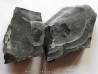 Cyclopyges aff. Sibilla  (1)