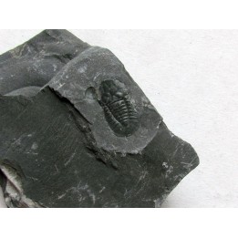 Cyclopyges aff. Sibilla  (1)