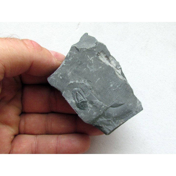 Cyclopyges aff. Sibilla  (1)