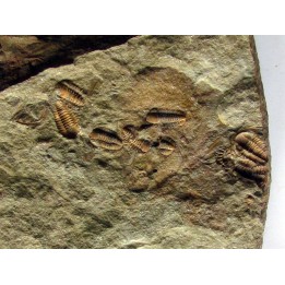Agerina Quadrata  (1)