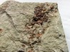 Agerina Quadrata (2)