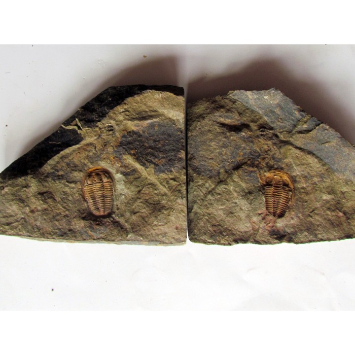 euloma sp. (3)