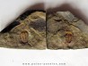 euloma sp. (3)