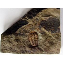 euloma sp. (3)