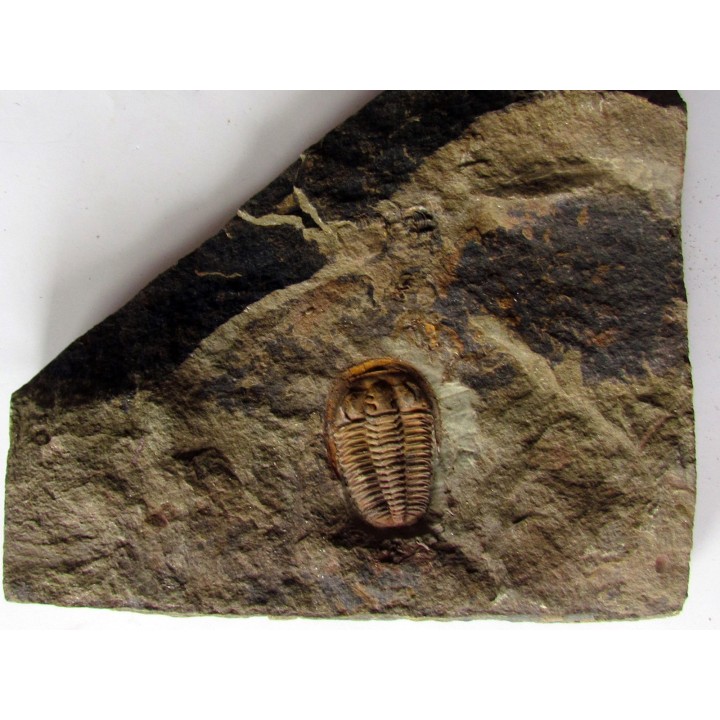 euloma sp. (3)