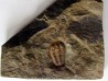 euloma sp. (3)
