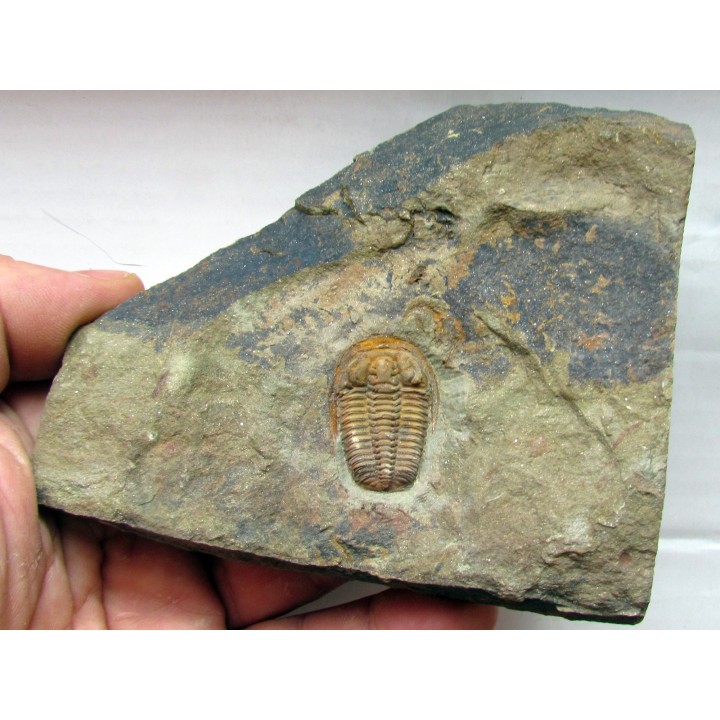 euloma sp. (3)