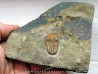 euloma sp. (3)