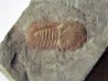 Cyclopyges aff. Sibilla  (2)