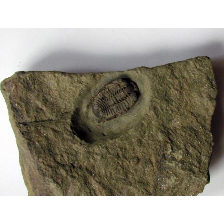 parabathycheilus cf. gallicus (2)