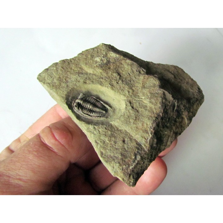 parabathycheilus cf. gallicus (2)