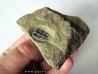 parabathycheilus cf. gallicus (2)