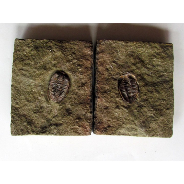 parabathycheilus cf. gallicus (3)