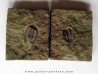 parabathycheilus cf. gallicus (3)