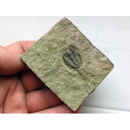parabathycheilus cf. gallicus (3)