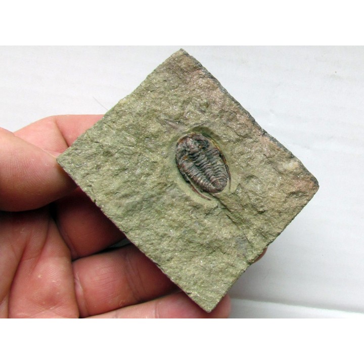 parabathycheilus cf. gallicus (3)
