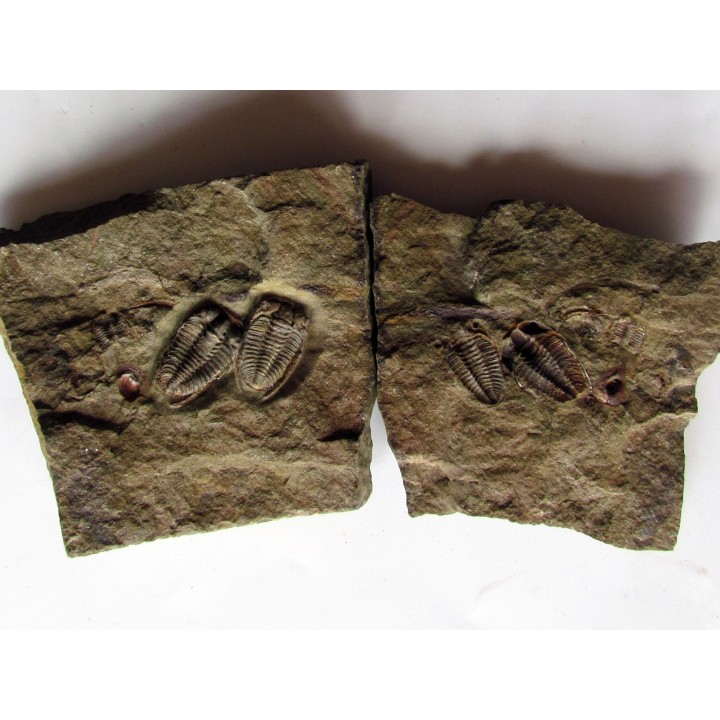 parabathycheilus cf. gallicus (4)