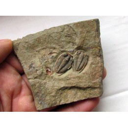 parabathycheilus cf. gallicus (4)