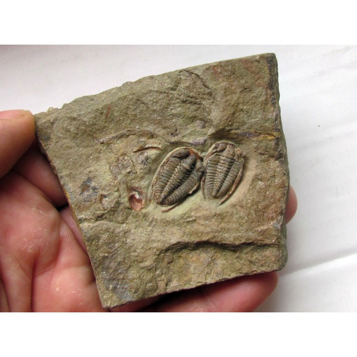parabathycheilus cf. gallicus (4)