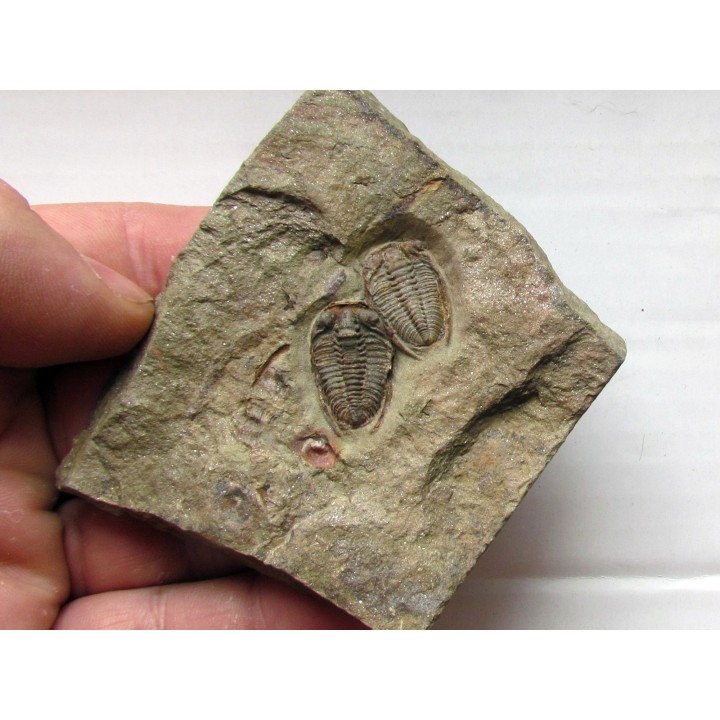 parabathycheilus cf. gallicus (4)