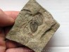parabathycheilus cf. gallicus (4)