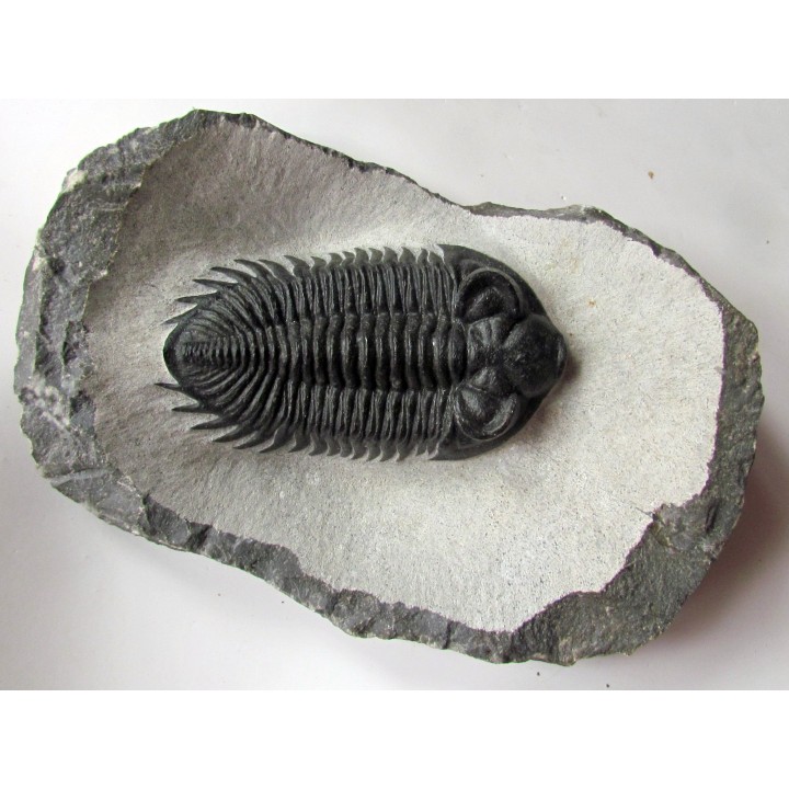 Coltraneia oufatenensis (3)