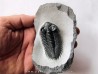 Coltraneia oufatenensis (3)