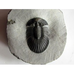 scabriscutellum hammadi