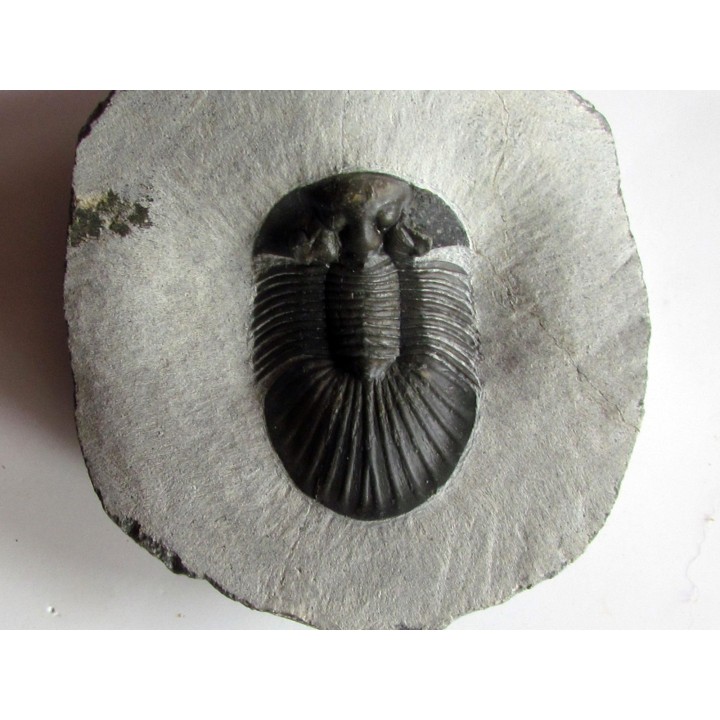 scabriscutellum hammadi