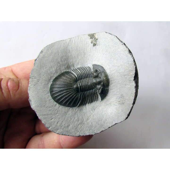 scabriscutellum hammadi