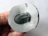 scabriscutellum hammadi