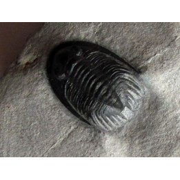 Phaetonellus planicauda