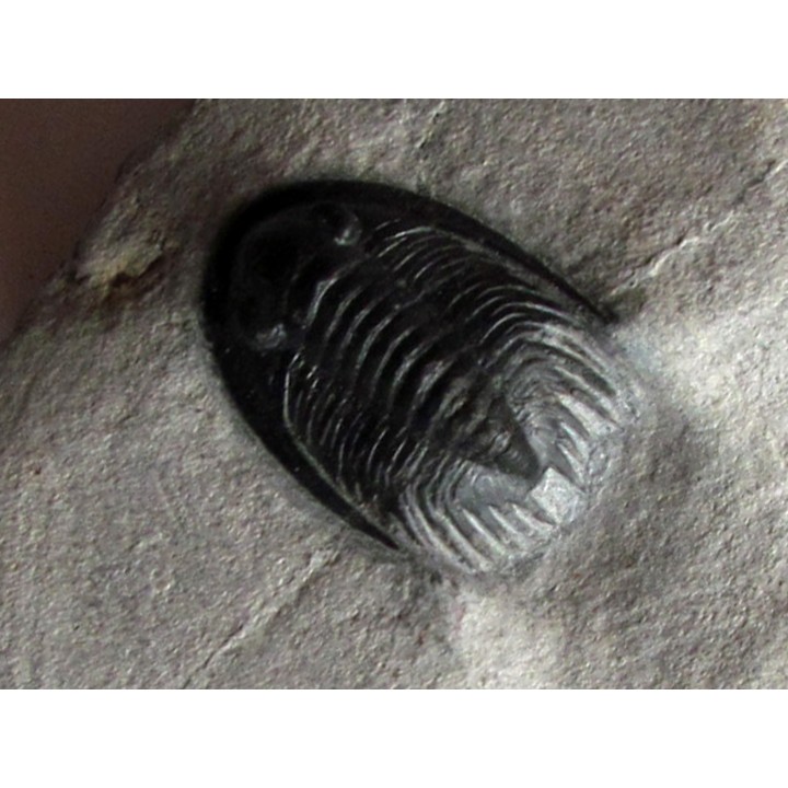 Phaetonellus planicauda