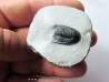 Phaetonellus planicauda