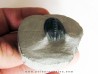 Phaetonellus planicauda