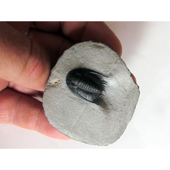 Phaetonellus planicauda