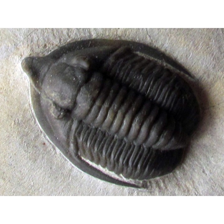 Diademaproetus antatlasius