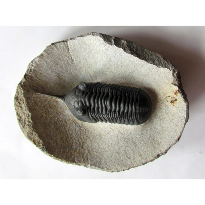 Morocconites Malladoides