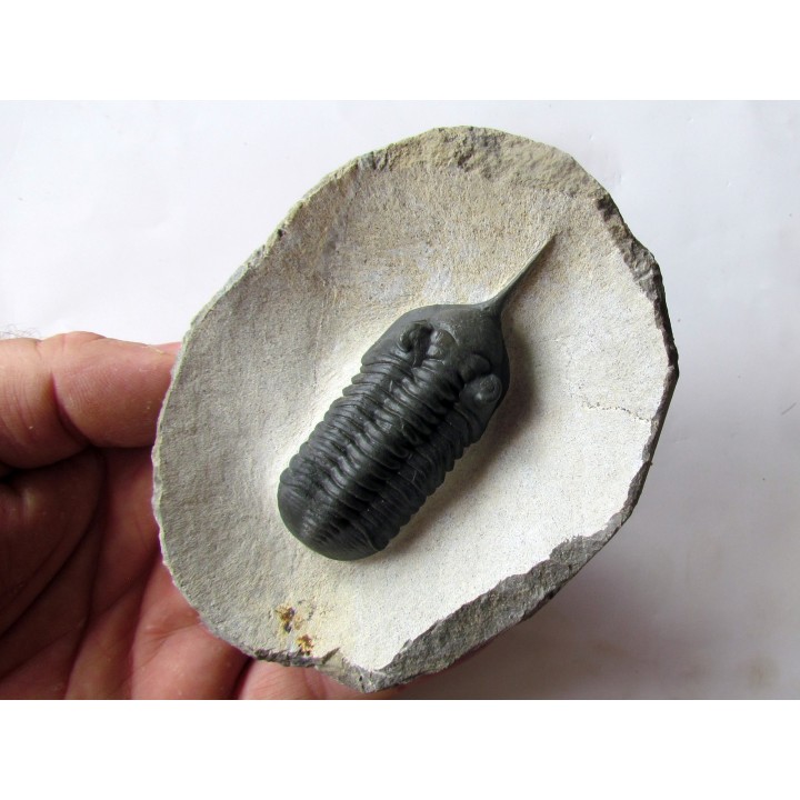Morocconites Malladoides