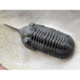 Morocconites Malladoides