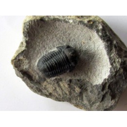 Gerastos Lessensis  (1)