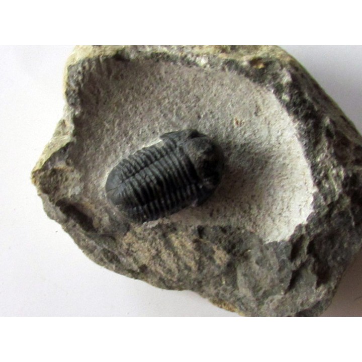 Gerastos Lessensis  (1)