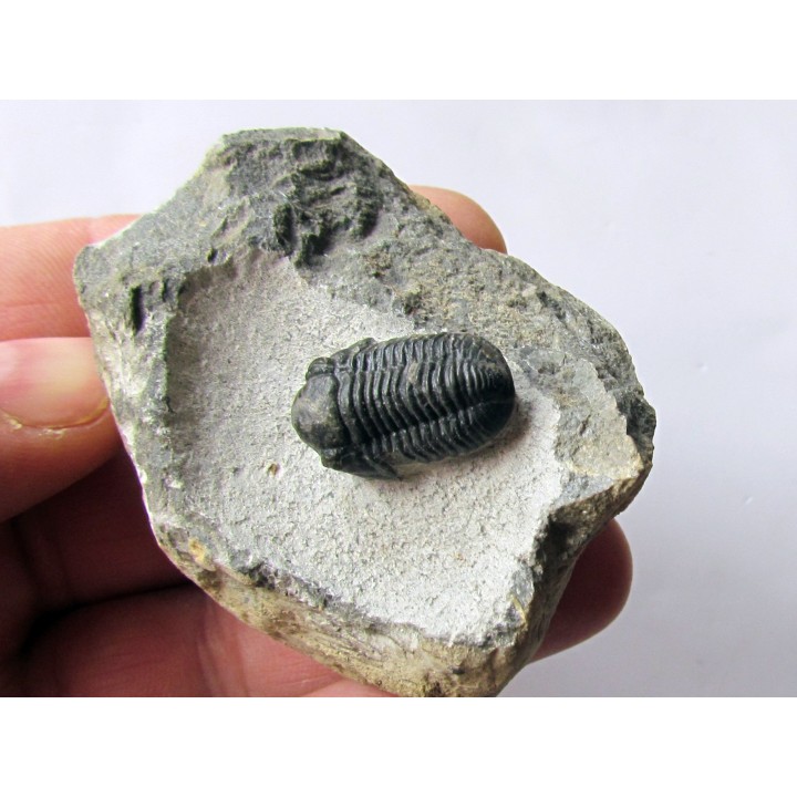 Gerastos Lessensis  (1)