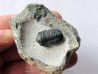 Gerastos Lessensis  (1)