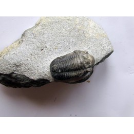 Gerastos Lessensis  (2)