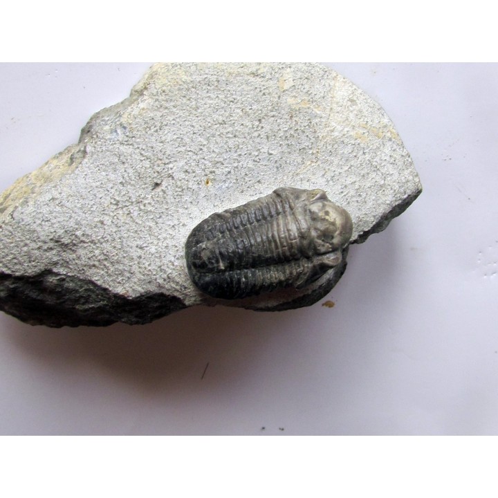 Gerastos Lessensis  (2)